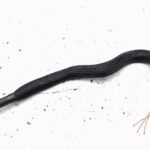 Chevrolet Captiva Captiva KLAC Unterdruckschlauch Geschlossen